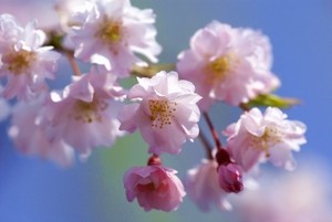 桜